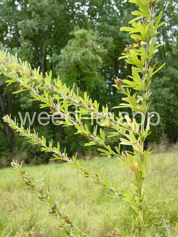 lespedeza, sericea